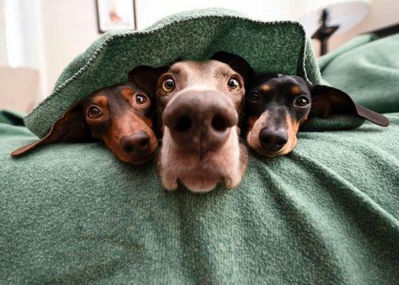 alimentos y accesorios para perros | Best for Pets