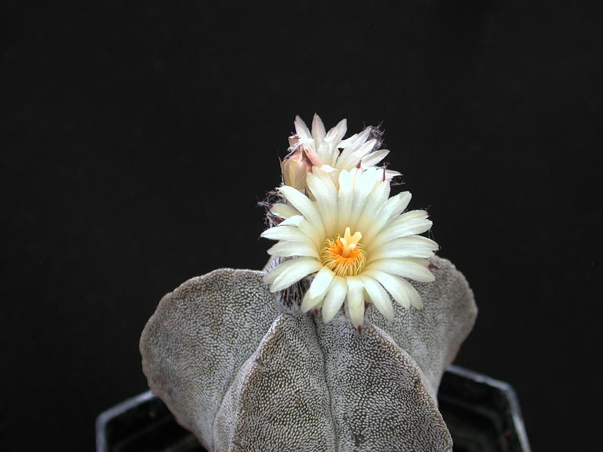 Astrophytum myriostigma