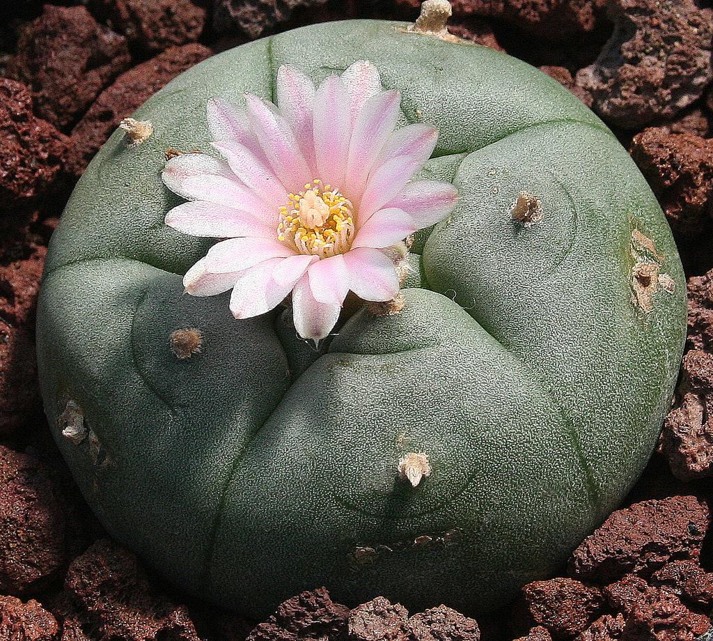 Lophophora williamsi