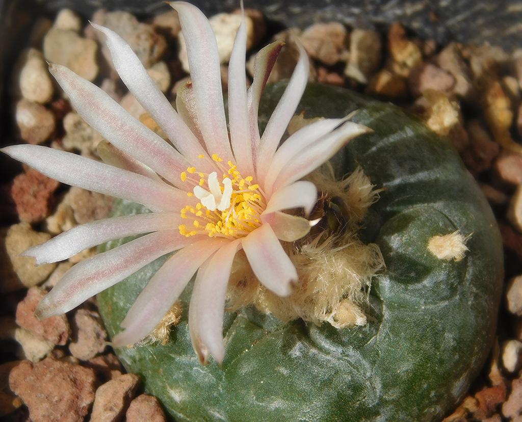 Lophophora diffusa