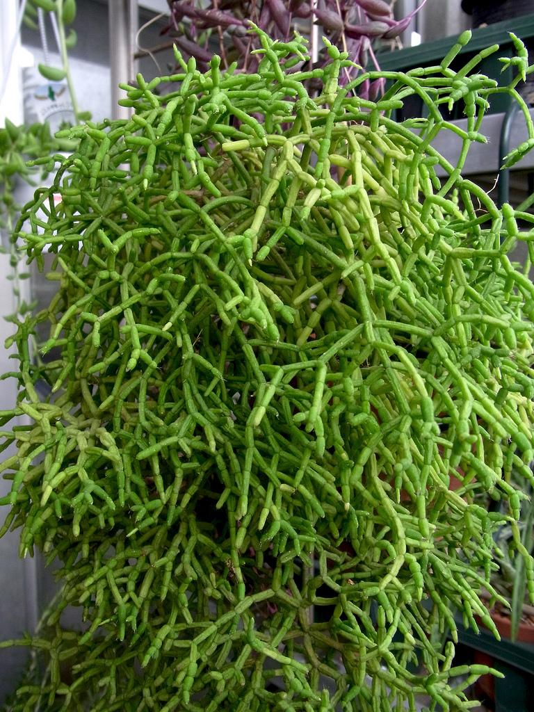 Rhipsalis cereuscula