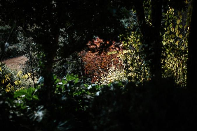 reminiscencia elopement victoriano