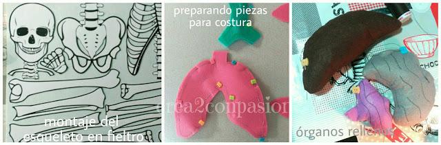 El cuerpo humano paso a paso