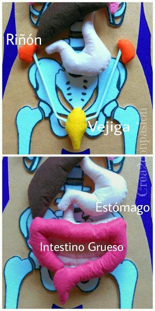 el cuerpo humano órganos 3