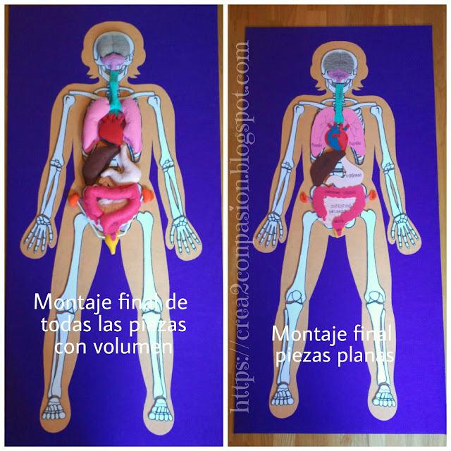 El cuerpo humano con volumen y en plano