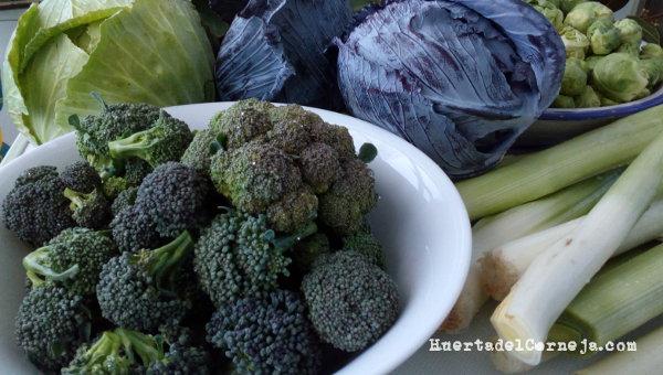 Verduras recolectadas en invierno