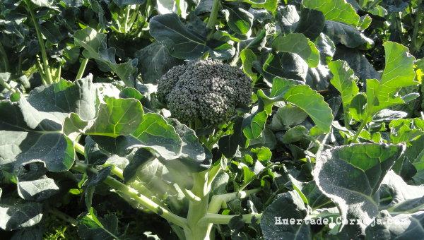 Brócoli