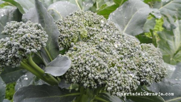 Brócoli en invierno