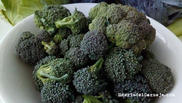 Brócoli listo para su consumo