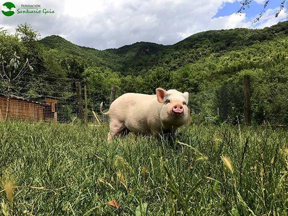El Edén de Bambi - Santuario Gaia