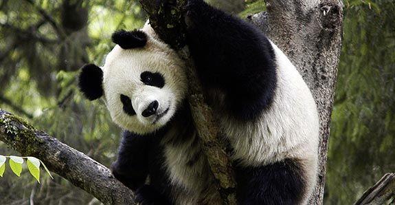 WWF El Edén de Bambi