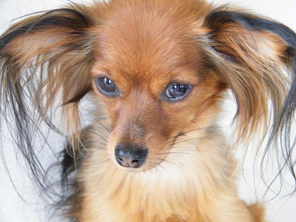 razas de perros de compañía