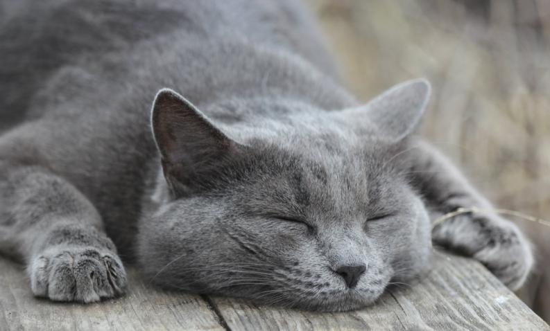 Consejos para mejorar la comunicación con tu gato | Best for Pets