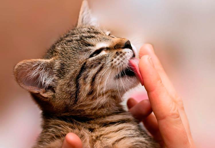 Consejos para mejorar la comunicación con tu gato | Best for Pets