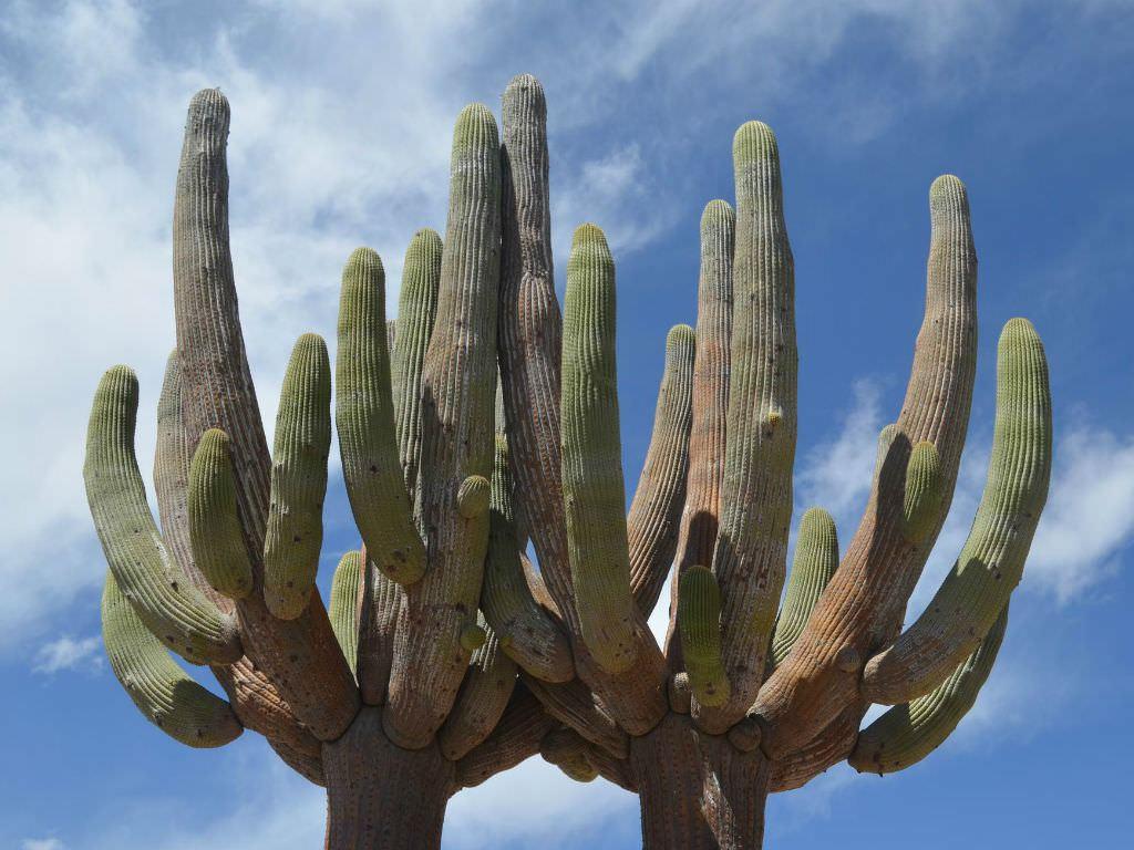 Cactus candelabro