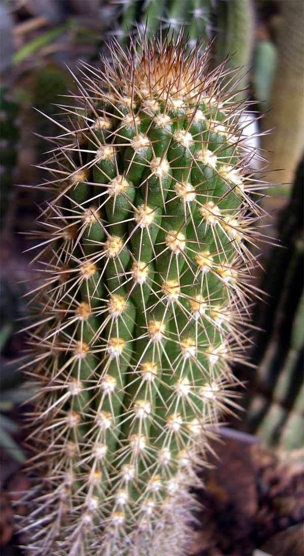 Ejemplar joven de Browningia candelaris