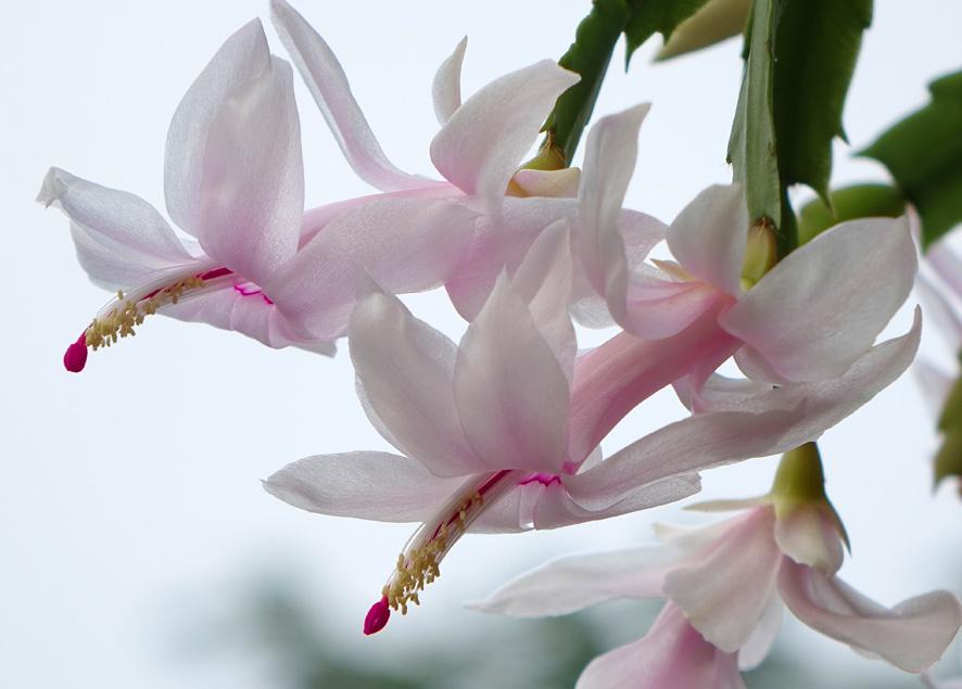 Cactus de Navidad Portal Jardín