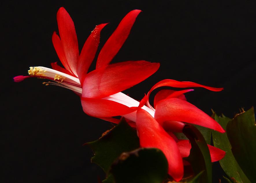 Cactus de Navidad Portal Jardín