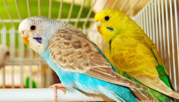 Periquitos en su jaula