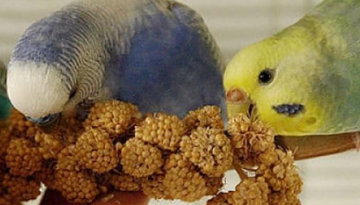 los periquitos y su alimentacion