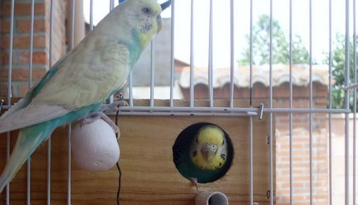 Nido para periquitos
