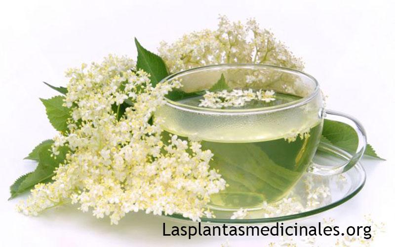 Planta-medicinal--sauco