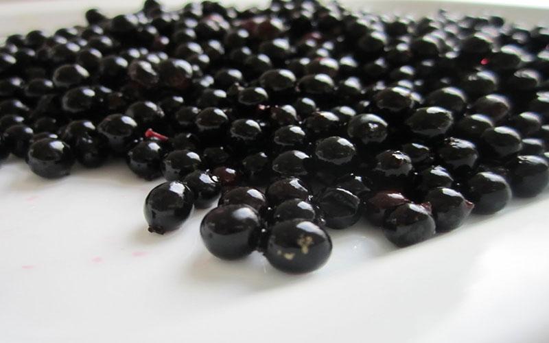 Planta-medicinal--sauco