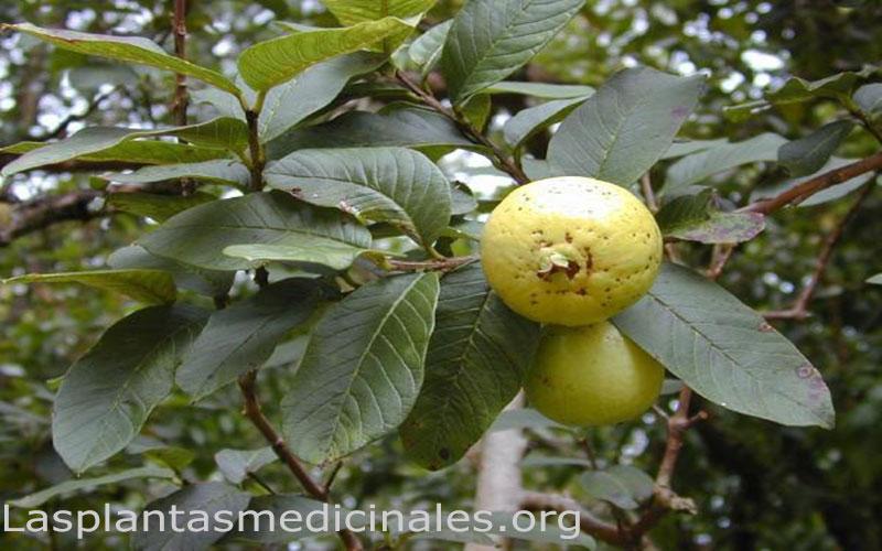 Planta medicinal guayaba