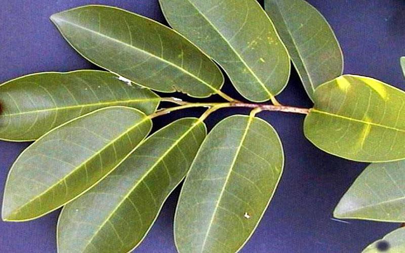 Planta medicinal guanábana