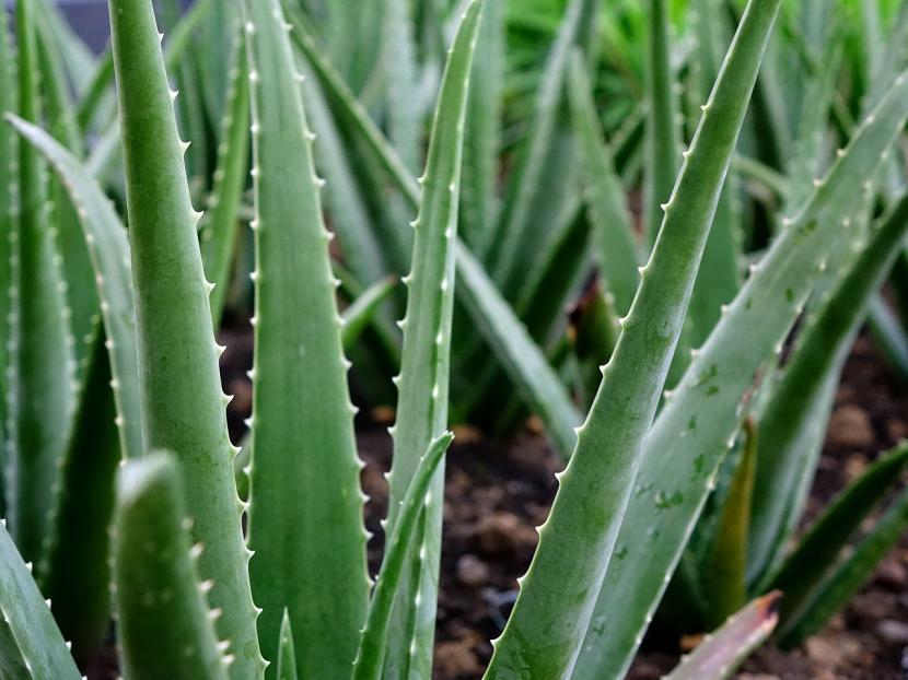 Plantas de Aloe vera