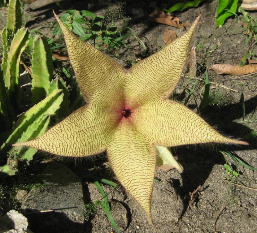 Stapelia gigantea