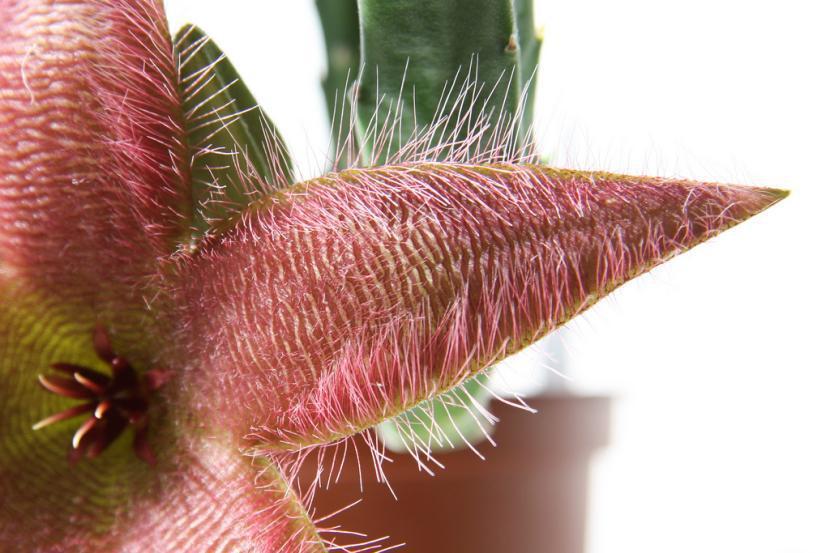Detalle de la flor de Stapelia grandiflora