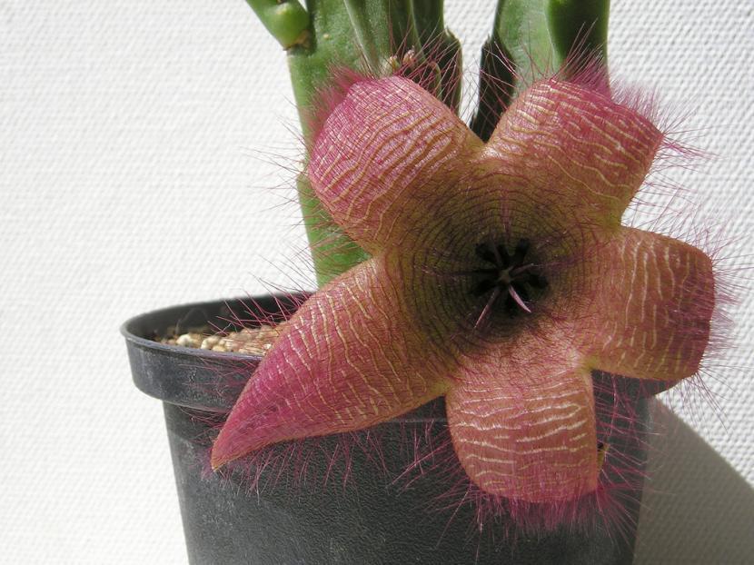 Stapelia hirsuta