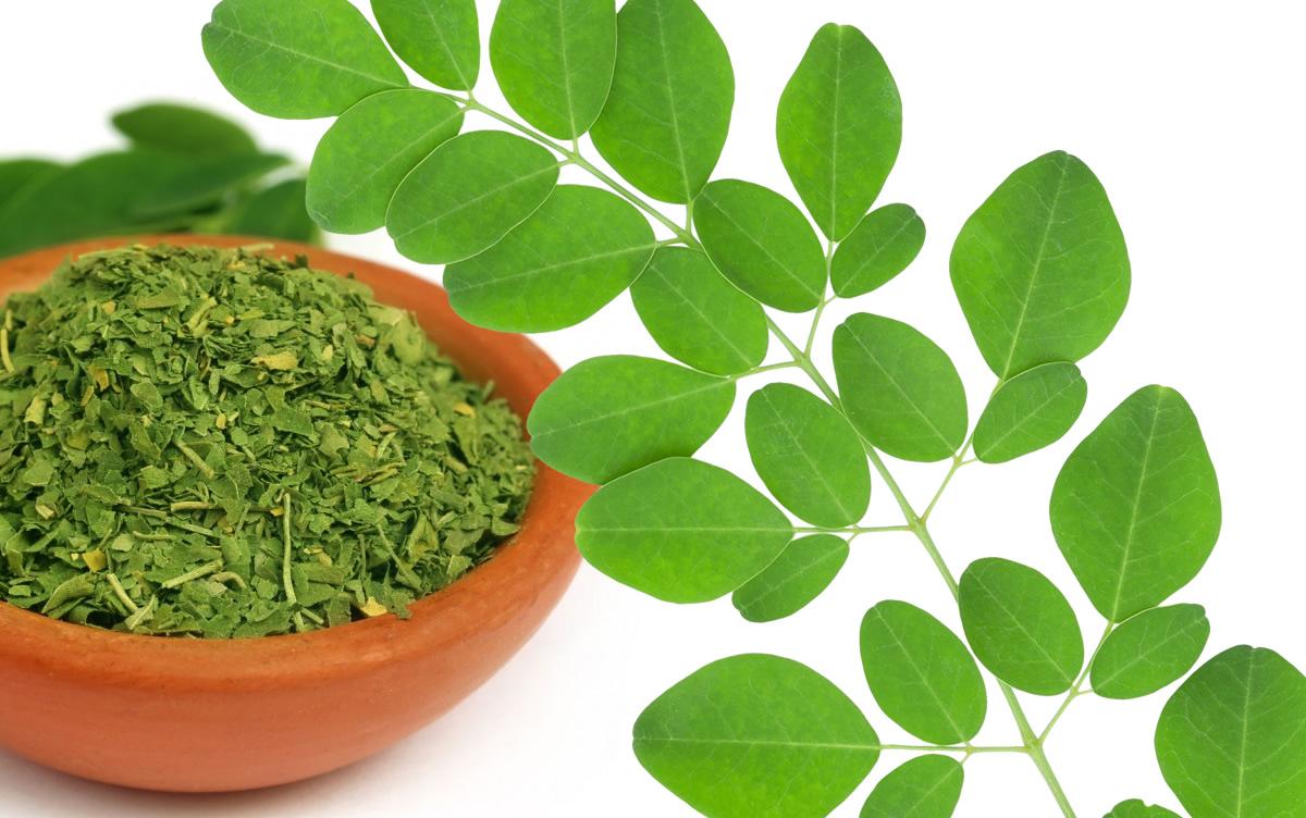 té de Moringa