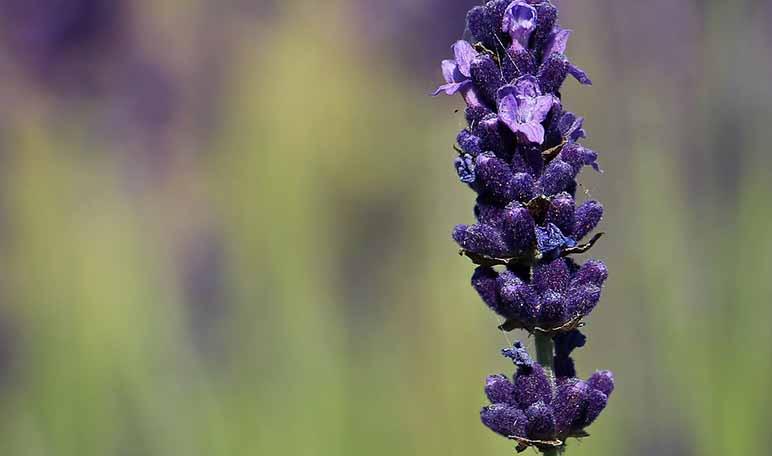 Cómo eliminar los ácaros con remedios caseros - Trucos de hogar caseros