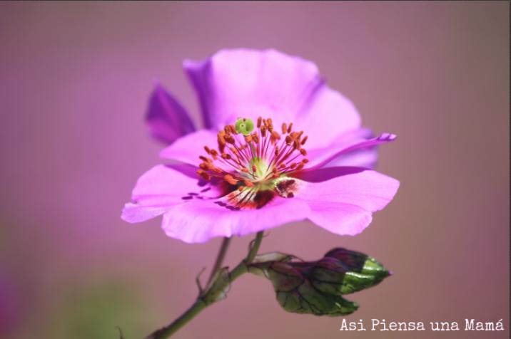 detalle-flor-desierto-atacama