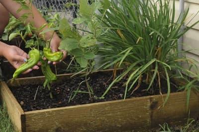Cultivar frutas y verduras