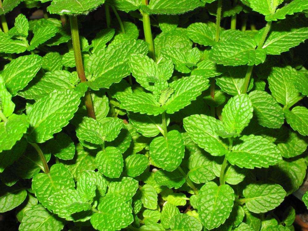 té de hierbabuena