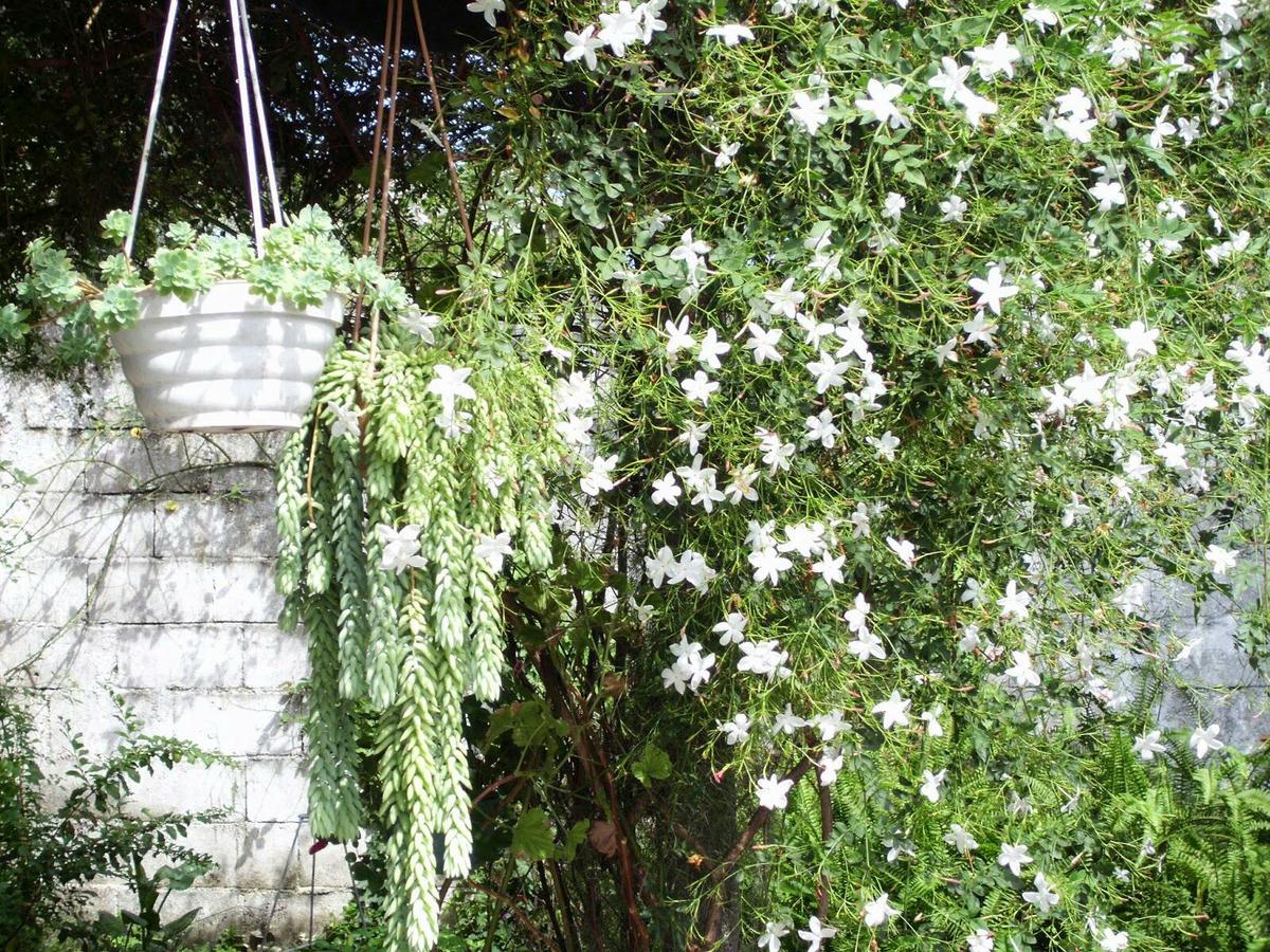 Todo lo que debes conocer sobre el jazmín Plantas Todo lo que debes conocer sobre el jazmín Plantas