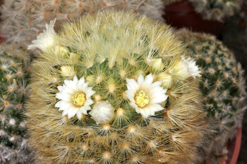 Mammillaria carmenae