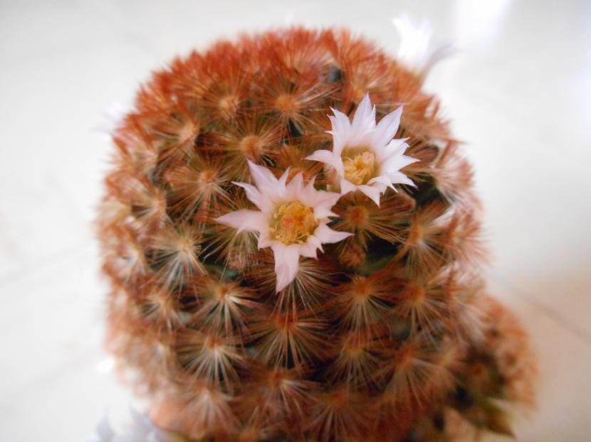 Mammillaria carmenae var. rubbrispina