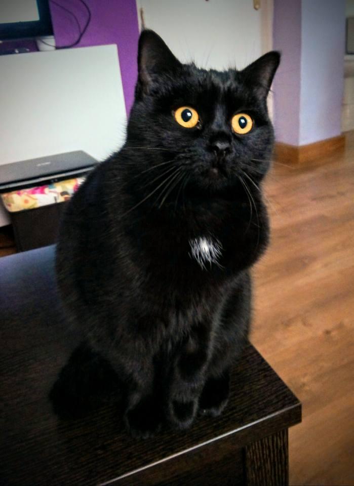 15894999_1218278388262407_8796317704481152280_n