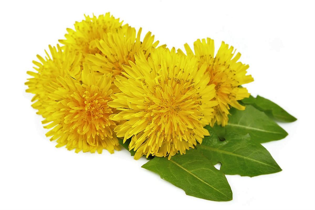 diente de leon depurativo