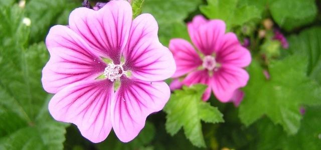 sembrar la planta de Malva