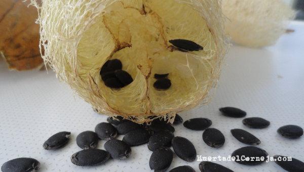 esponja vegetal y semillas