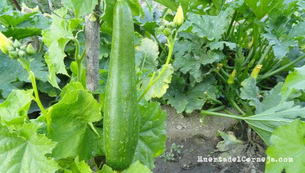 Calabaza de esponja vegetal creciendo