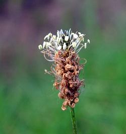 Cómo plantar el Llantén