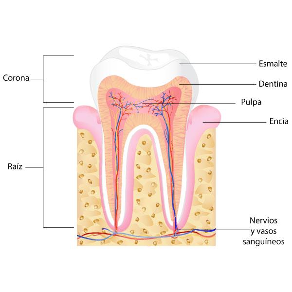 conoce tus dientes