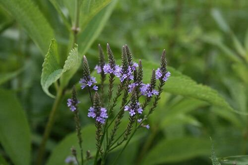 Beneficios de Verbena