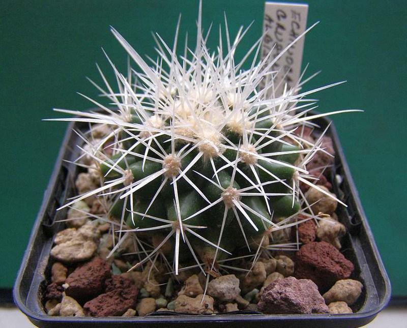 Echinocactus grusonii var. albispinus